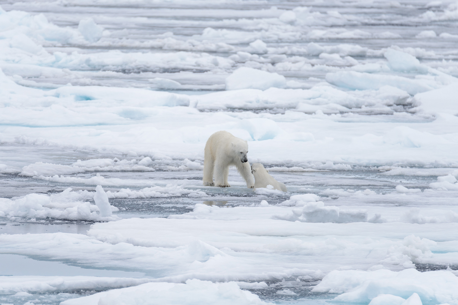 Buzullardaki Yaşamın Geleceği Ne Olacak?