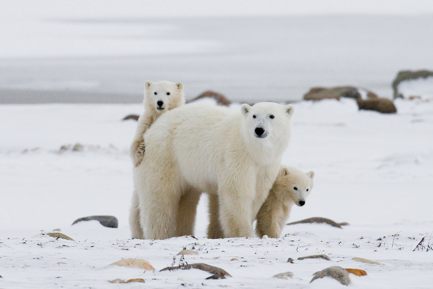 Kutup Ayıları Konuşuyor: Araştırmaya Göre İletişim Kabiliyetleri Şaşırtıcı