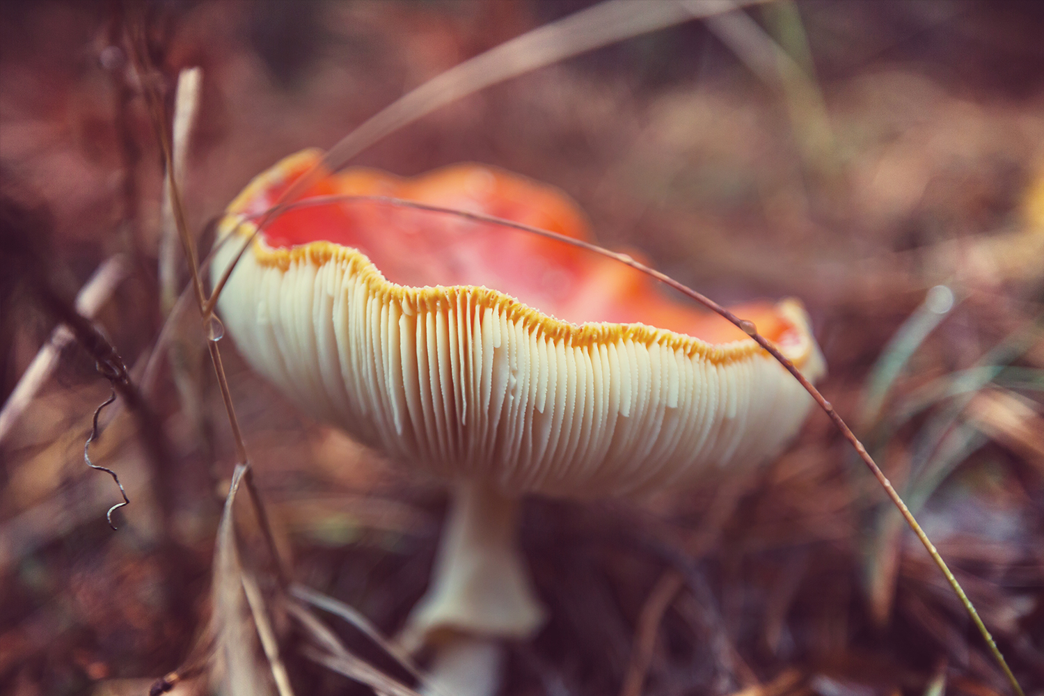 Mantar Salgını Gerçekleşebilir mi?