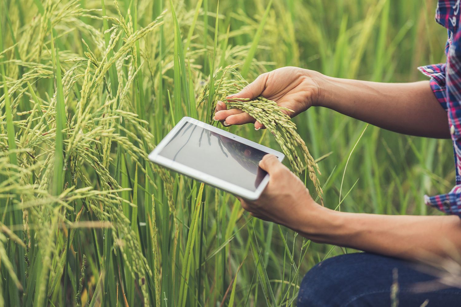 Biden Yönetiminin Kırsal Internet Erişimine 930 Milyon Dolarlık Katkısı