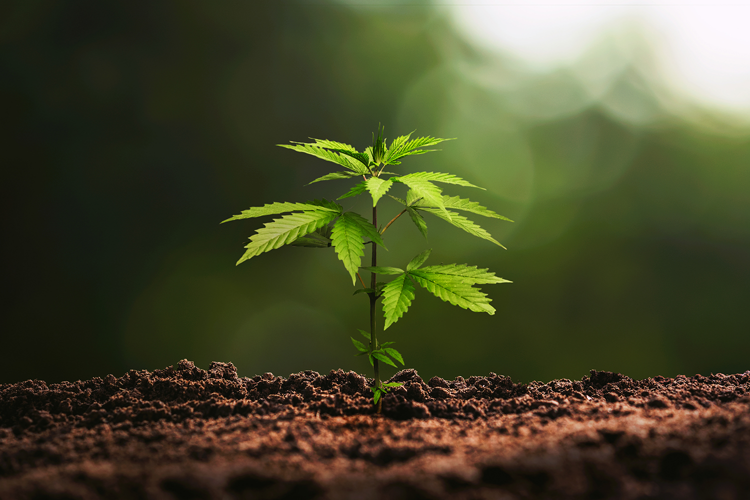 Bitkilerin, Strese Girdiklerinde Çıkardığı Ses 