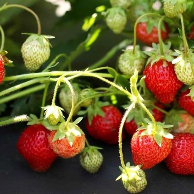 1 Adet Sweet Ann Çilek Fidesi Diğer Fiyatı