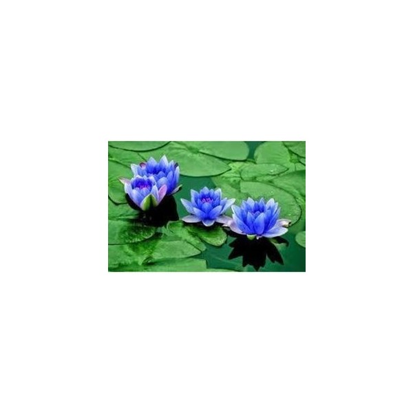 10 Adet Tohum Nadir Bulunan Mavi Lotus Çiçeği Tohumu Lotus Su Çiçeği Tohumu Nilüfer Çiçeği Tohumu Diğer Fiyatı