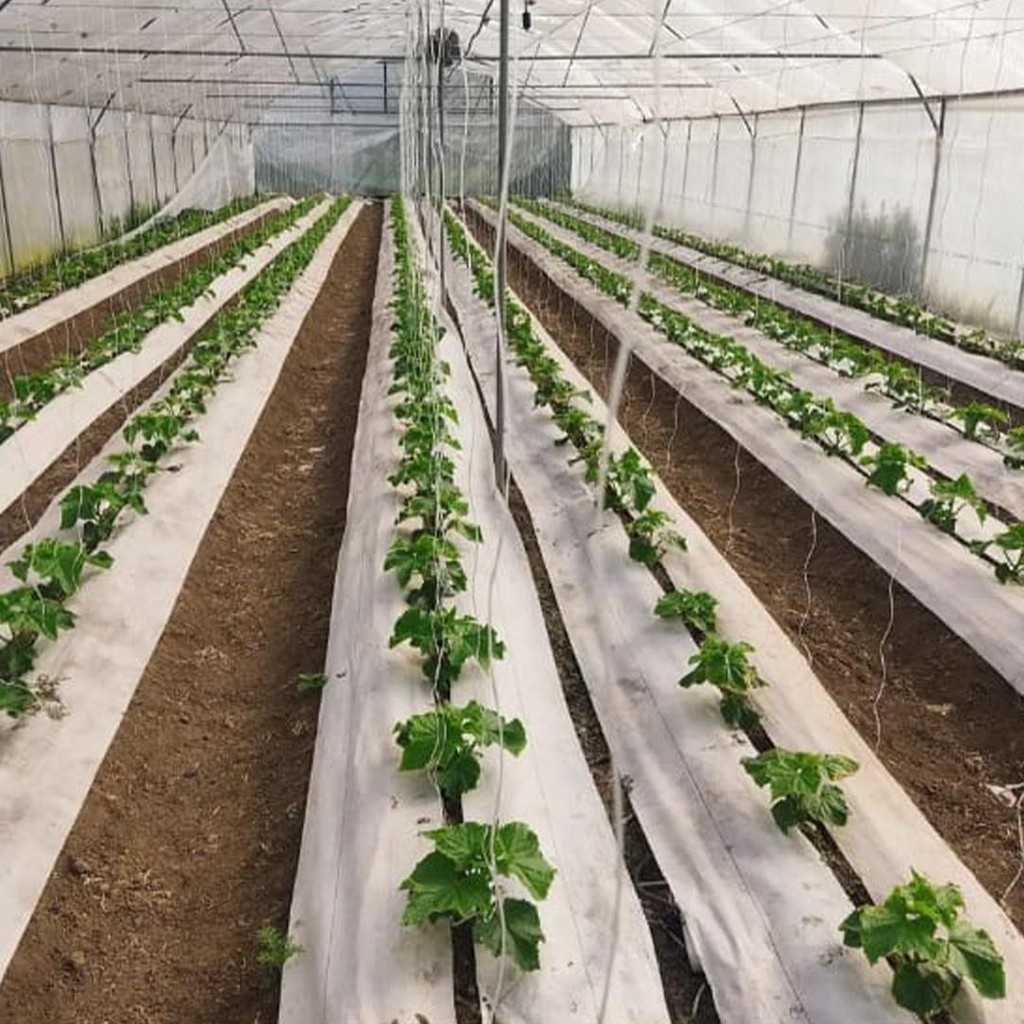 130 cm Enli Beyaz Sulzer Kumaş Sera Taban Örtüsü Jüt Blueberry Peyzaj Uygulama Örtüsü Mulch Naylonu Çilek Malç - 1,3m x 20m SSD / Solid State Drive Fiyatı