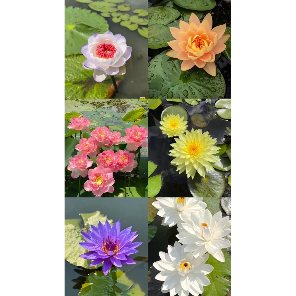 15 Adet Tohum Mucize Kutsal Lotus Su Çiçeği Tohumu Organik Nilüfer Çiçekler - 1 Diğer Fiyatı