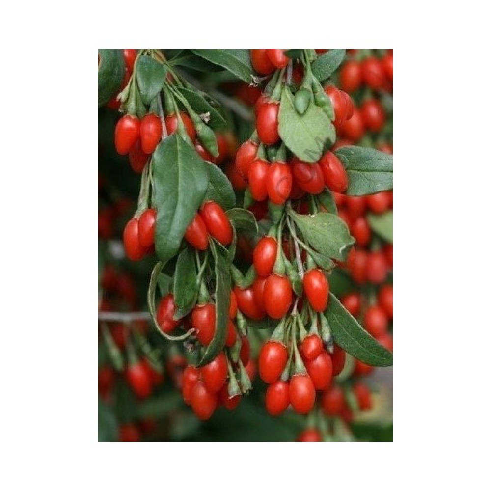 2 Yaş Goji Berry (kurt Üzümü) Oto Boyaları Fiyatı