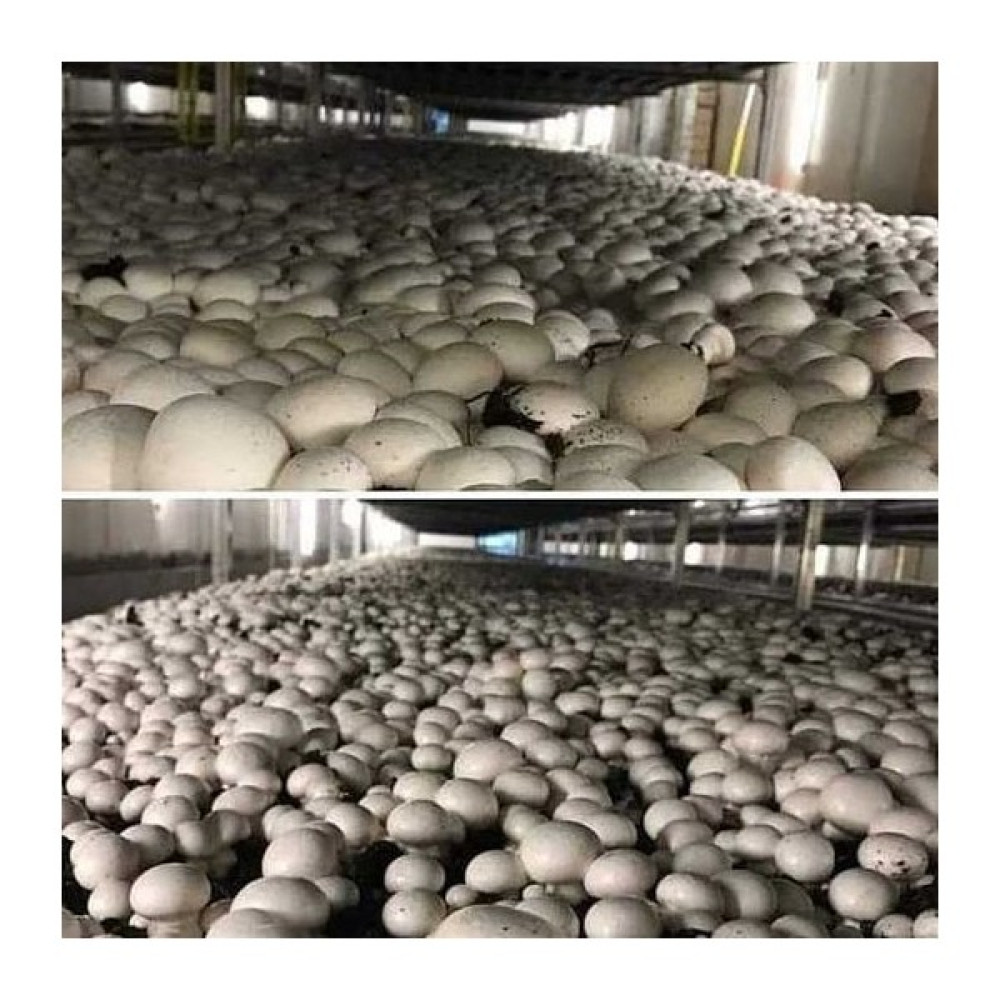 20.000 Adet Beyaz Kültür Mantarı Tohumu - 2000 Adet Tohum Fiyatı