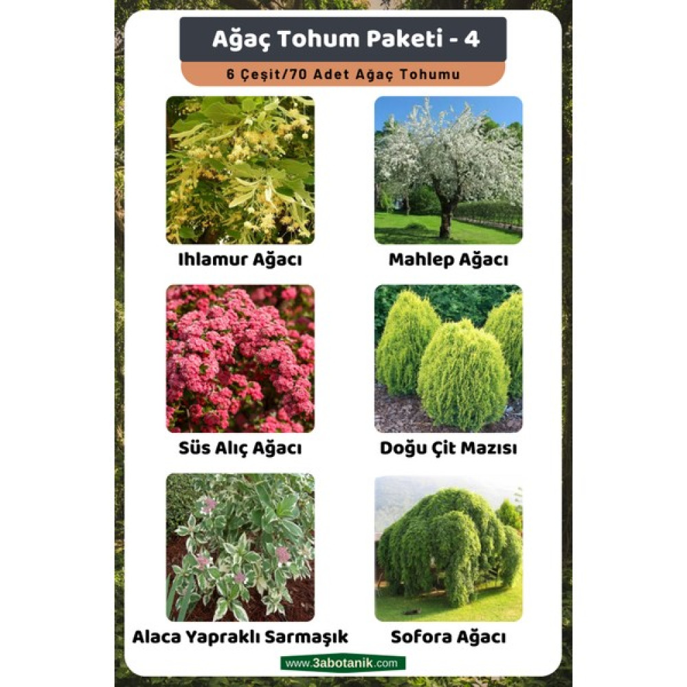 3A Botanik Ağaç Tohum Paketi-4, (Ihlamur, Mahlep, Süs Alıç, Çit Mazısı, Alaca Sarmaşık, Sofora) Ağaç Tohumları - 70 Adet Tohum Fiyatı