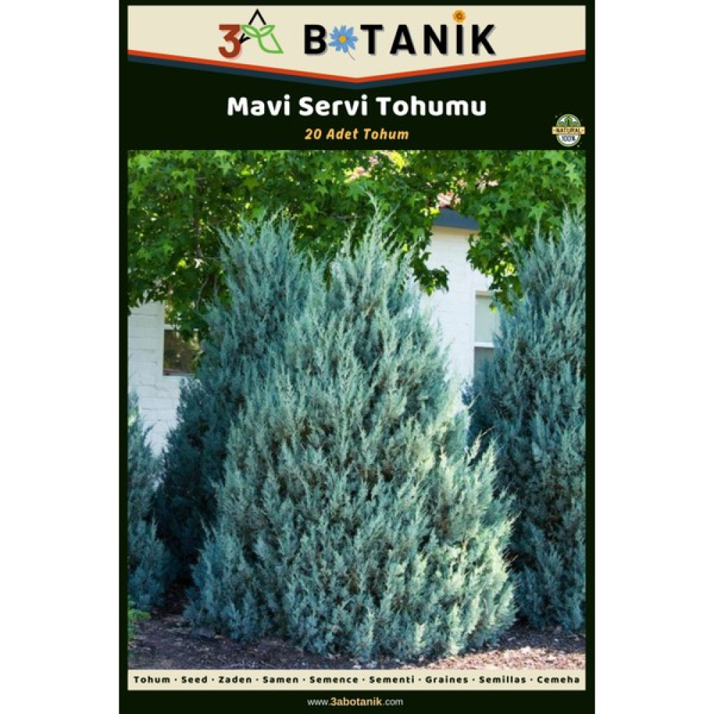 3A Botanik Mavi Servi Tohumu, 20 Adet Tohum, Cupressus Arizonica Tohum Fiyatı