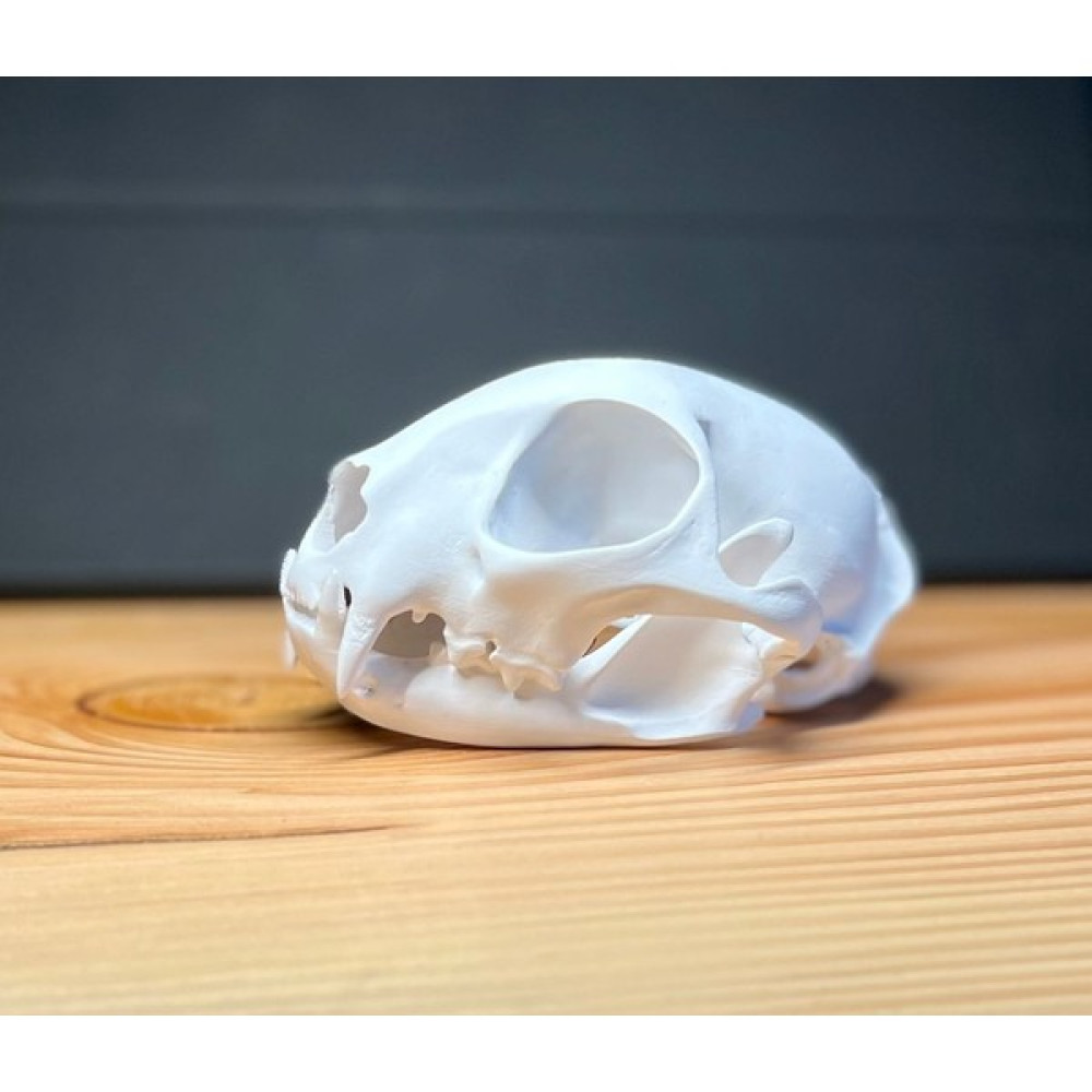 3duman Vahşi Kedi Kafatası Beyaz 10 x 15 cm Aksiyon Figürleri Fiyatı