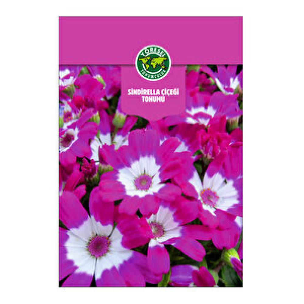 3K Cineraria Tohum Fiyatı