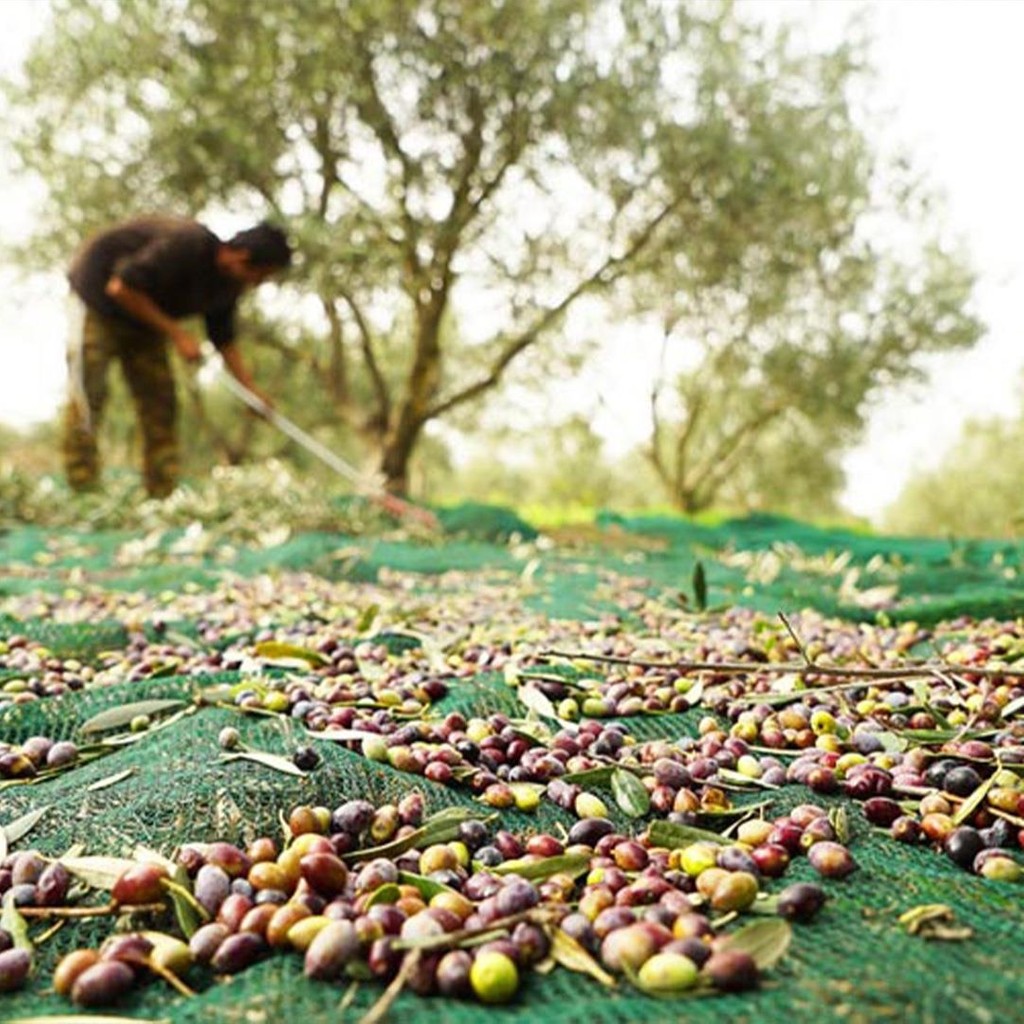 3x6 Metre Zeytin Sergisi Zeytin Toplama Filesi Fındık Fıstık Örtüsü Gölgelik Dut Meyve Sergisi Taban Örtüsü - Koyu Yeşil - 3 m x 6 m SSD / Solid State Drive Fiyatı