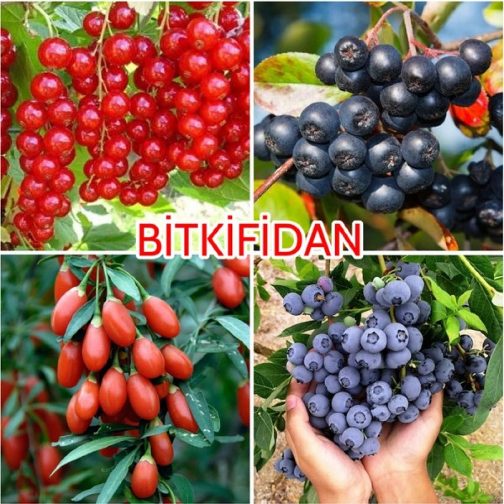 4'lü Üzümsü Meyve Fidanı Paketi Oto Boyaları Fiyatı
