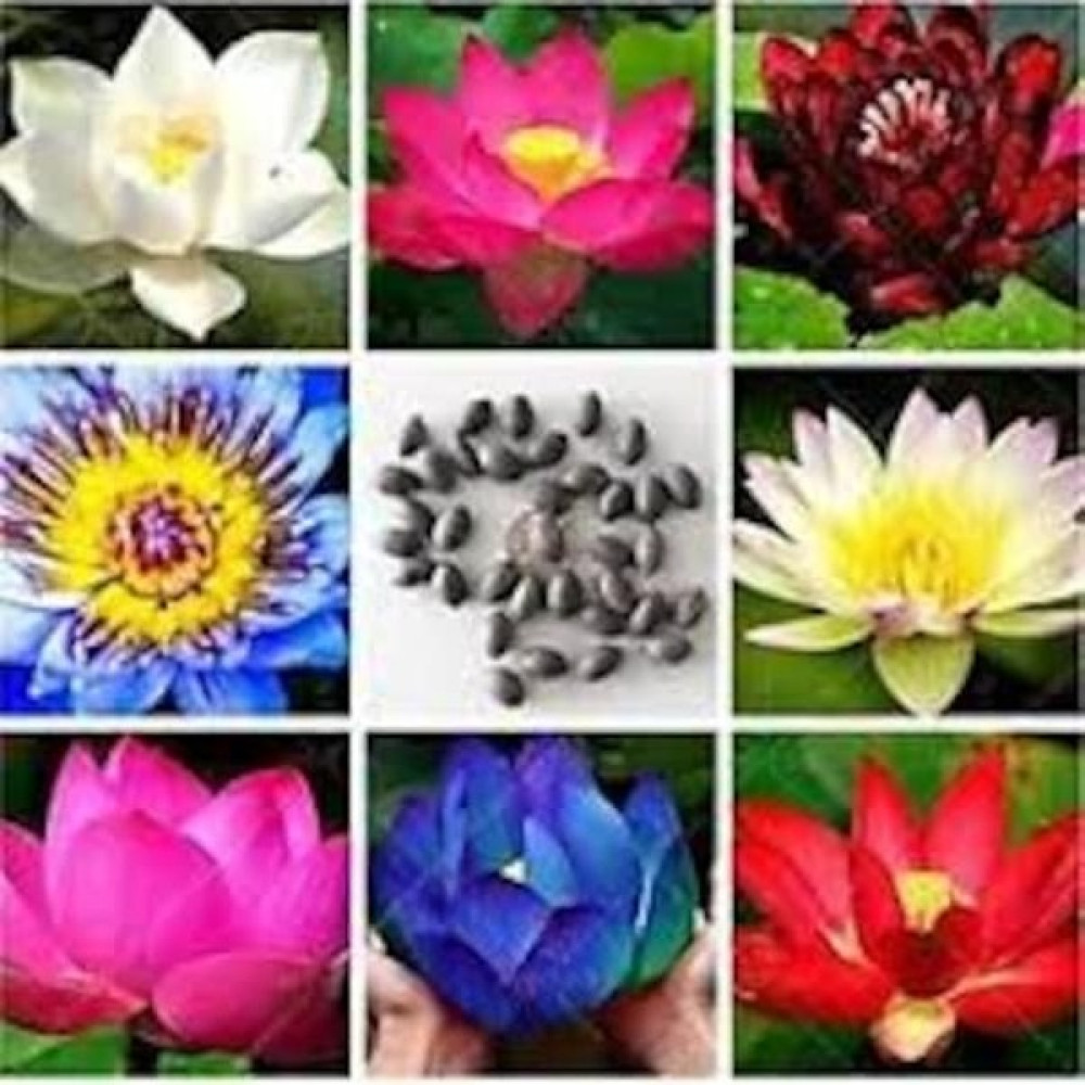 5 Adet Tohum Nadir Bulunan Karışık Lotus Çiçeği Nilüfer Su Çiçeği Tohumları Hediye Tohum Tohum Fiyatı