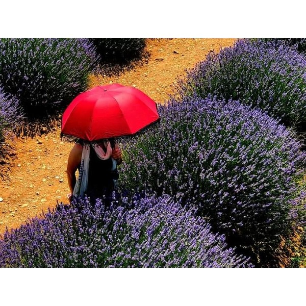 50 Adet Lavanta Açık Kök Angustifolia Fidanı Fidesi - 1 Adet Fidan Fiyatı