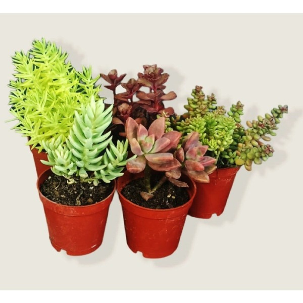 5'li Sukulent&sedum Mix Set/karışık Double Sukulent/hediyelik Bitki Fiyatı