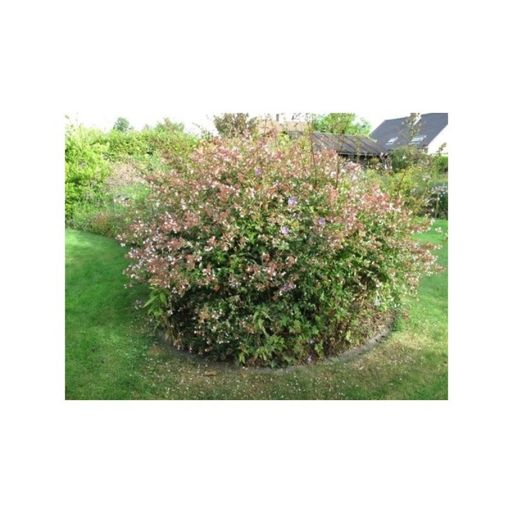 Abelya Çeçeği (Güzellik Çalısı) 30-40 cm Abelia Chinensis Oto Boyaları Fiyatı