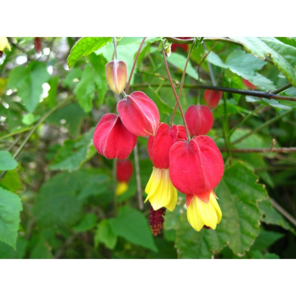 Abutilon megapotamicum (ağaç küpelisi) fidanı 100-130 cm Boy Oto Boyaları Fiyatı