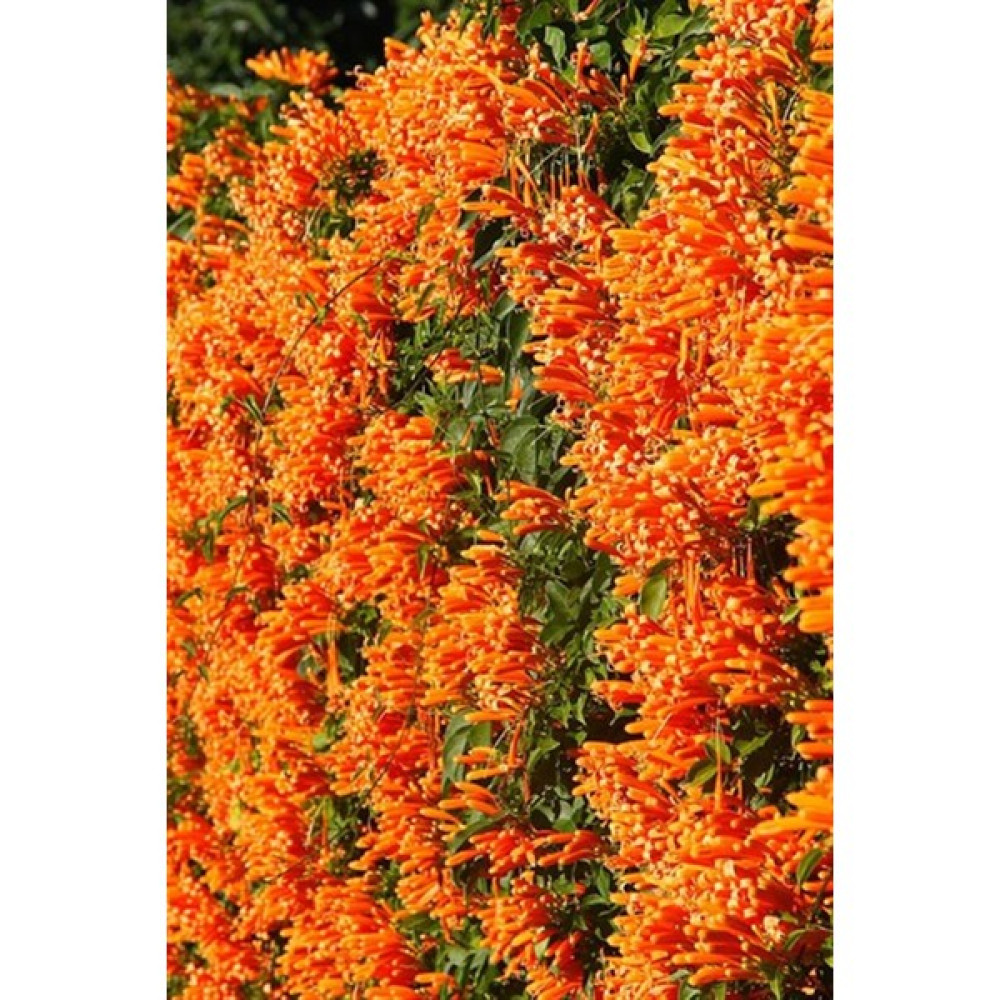 Acem Borusu -100~125 cm Bitki Fiyatı