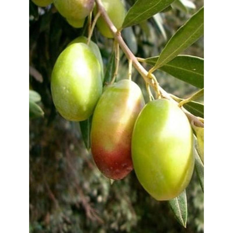 Ada Tarım 1'li Zeytin Fidanı Çok Iri Meyveli Kalamata Eşek Tüplü 60 cm 1 Yaş Diğer Fiyatı