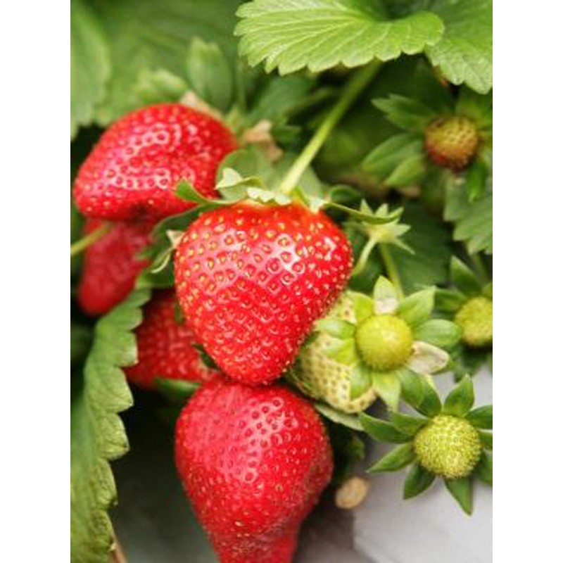 Ada Tarım 5 Adet Rubygem Açık Köklü Taze Frigo Yediveren Çilek Fidanı Fidesi Diğer Fiyatı