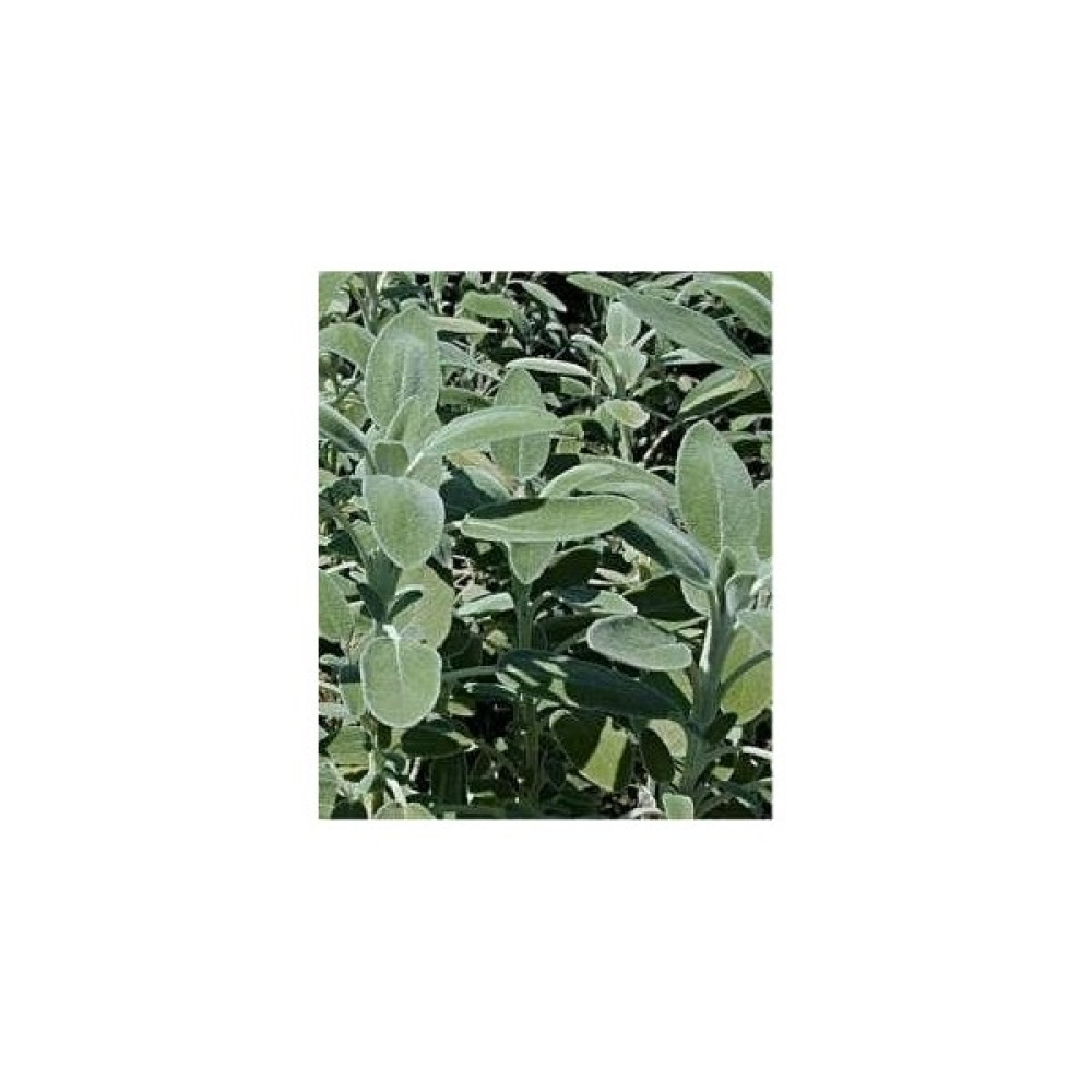 Adaçayı (Salvia officinalis L.) Oto Boyaları Fiyatı