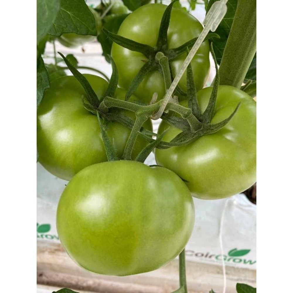 Agrilion Salkım Tutucu( J Baston ) Destek - 2500 Adet Oto Boyaları Fiyatı