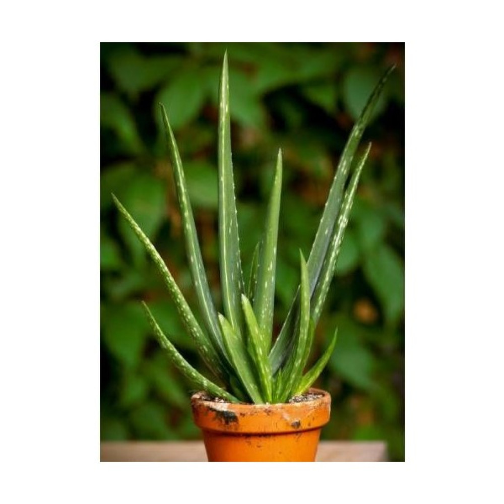 Agro Tohum Aloe Vera Bitkisi -Doğal Krem -Şifalı Bitki- Sarı Sabır Bitki Fiyatı