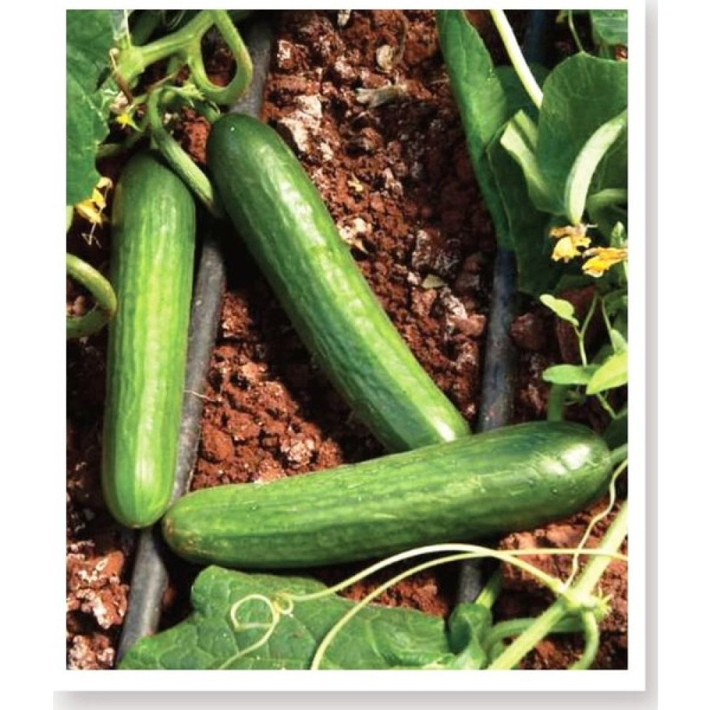 Agro Tohum Ata Tohumu Aranan Reyha Yerli Hıyar Tohumu 1 gr Yaklaşık 30 Adet Tohum Fiyatı