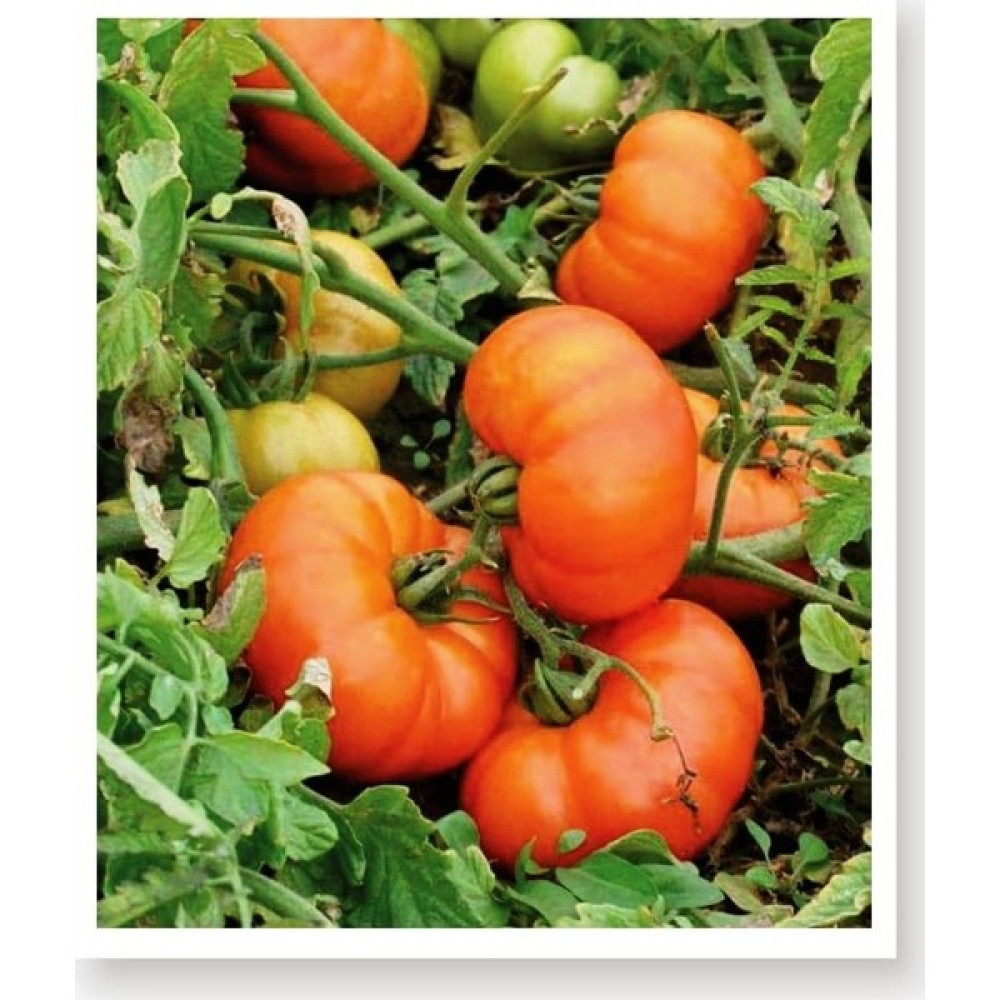 Agro Tohum Ata Tohumu Yerli Doğal Köy Domatesi 1 gr 300 Adet Tohum Tohum Fiyatı