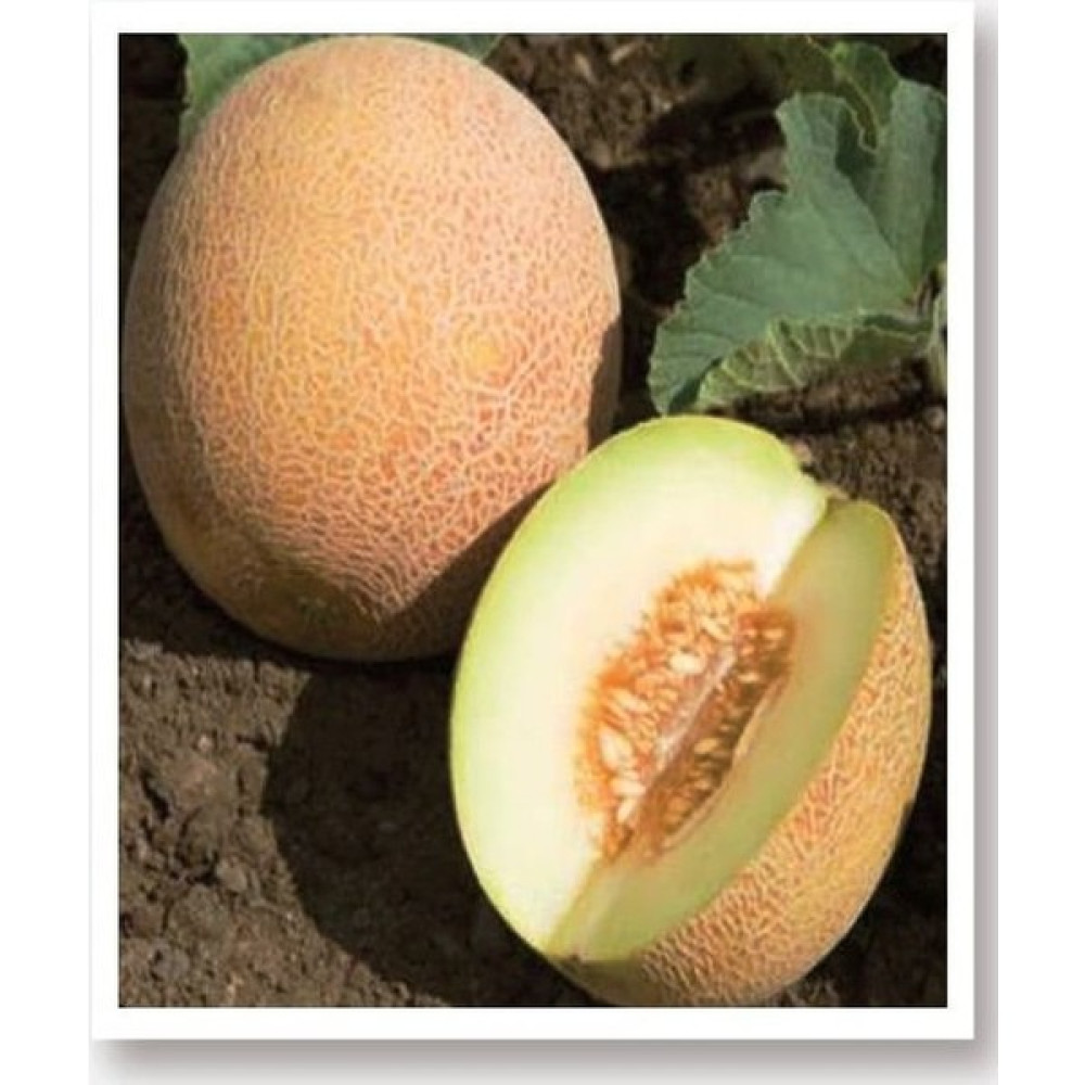 Agrodal Tarım Ata Tohumu Yerli Kavun Tohumu Ananas 100 Adet Tohum Tohum Fiyatı