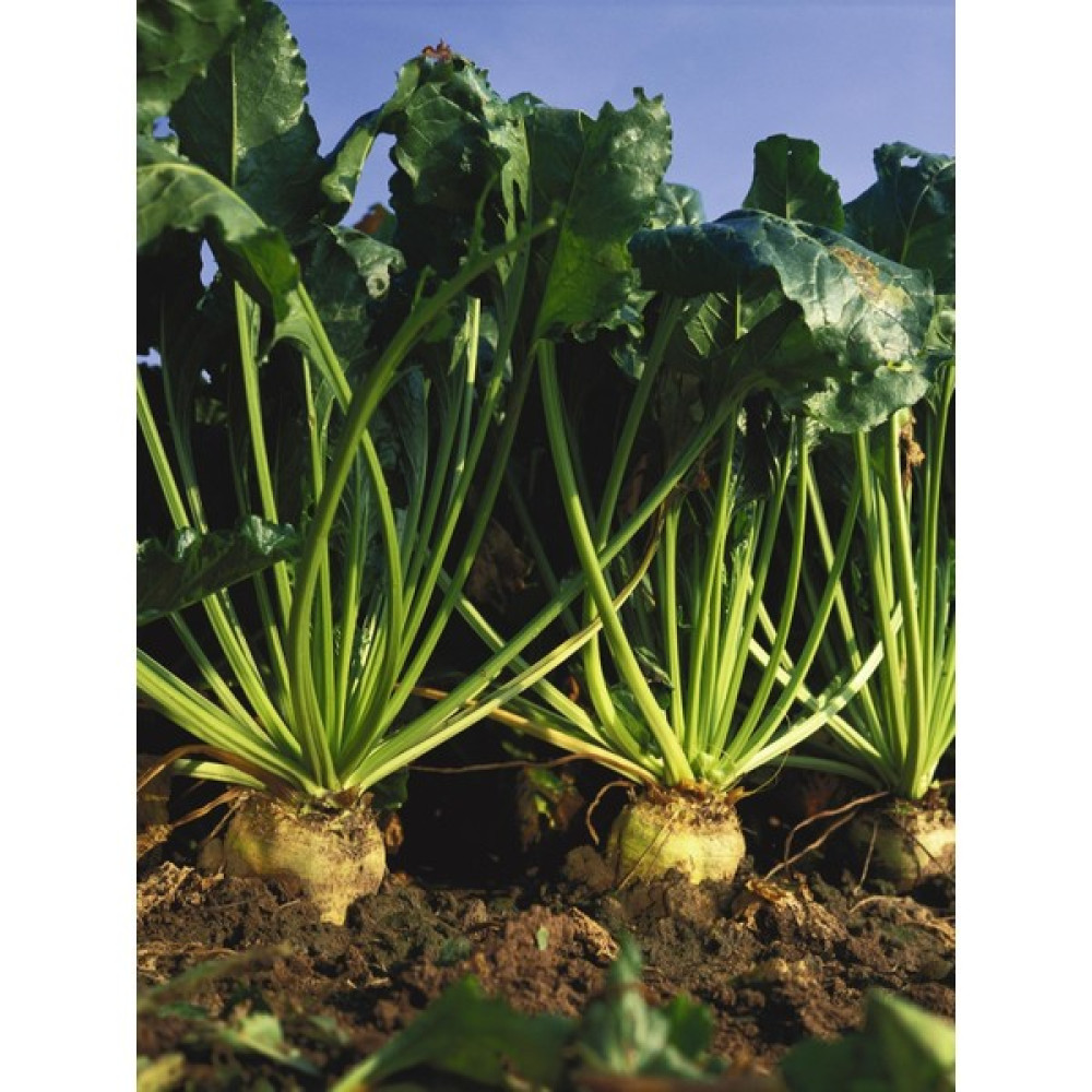 Agrodal Tarım Doğal Anadolu Şekerpancarı Tohumu 100 Adet Tohum Tohum Fiyatı