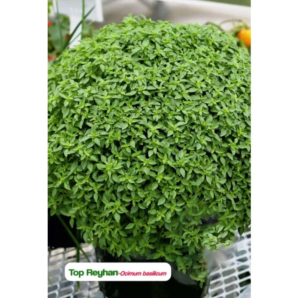 Agrodal Tarım Top Reyhan/top Fesleğen Çiçeği Tohumu - 1 Adet Tohum Fiyatı