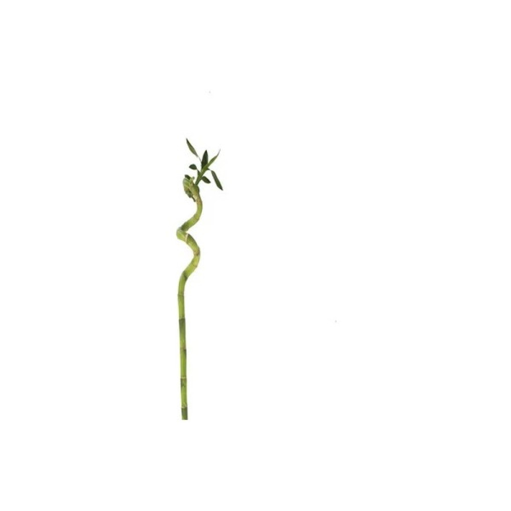 Akcaalan Burgulu Bambu 90cm Bitki Fiyatı