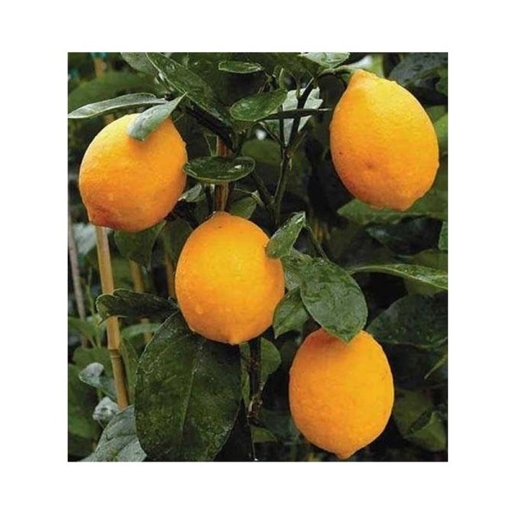 Akcaalan Mayer Limon (Torbalı Aşılı 80 cm Üzeri) Oto Boyaları Fiyatı