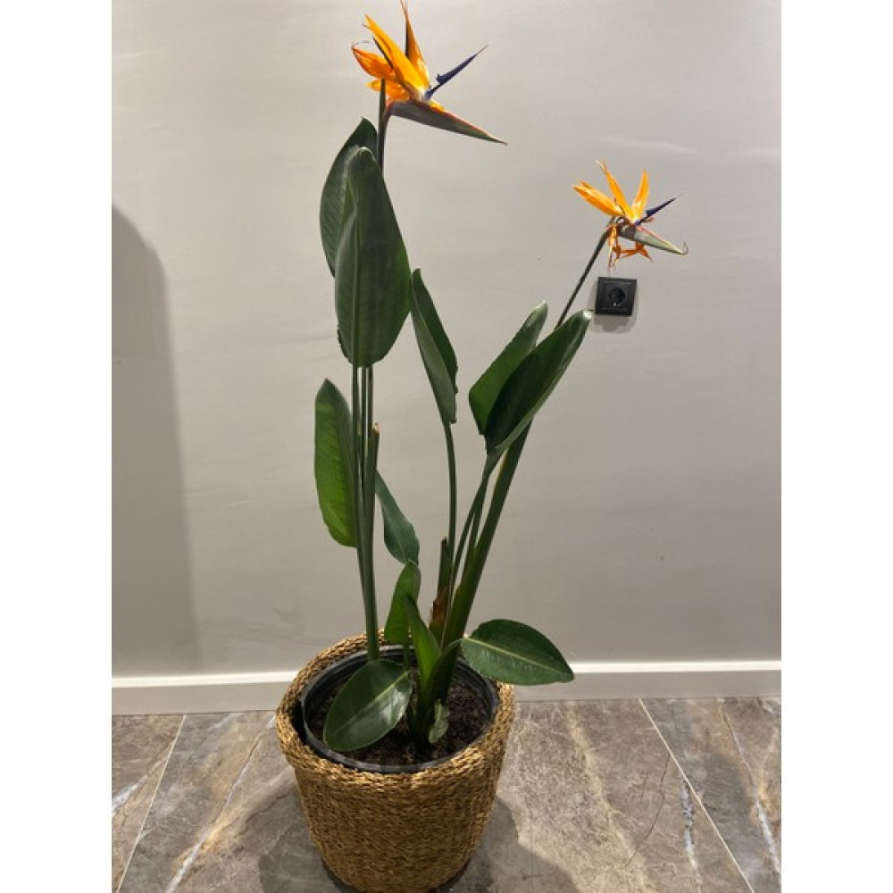 Akcaalan Starliçe - Beyaz Cennet Kuşu - 100-180 cm (Strelitzia Ni Bitki Fiyatı
