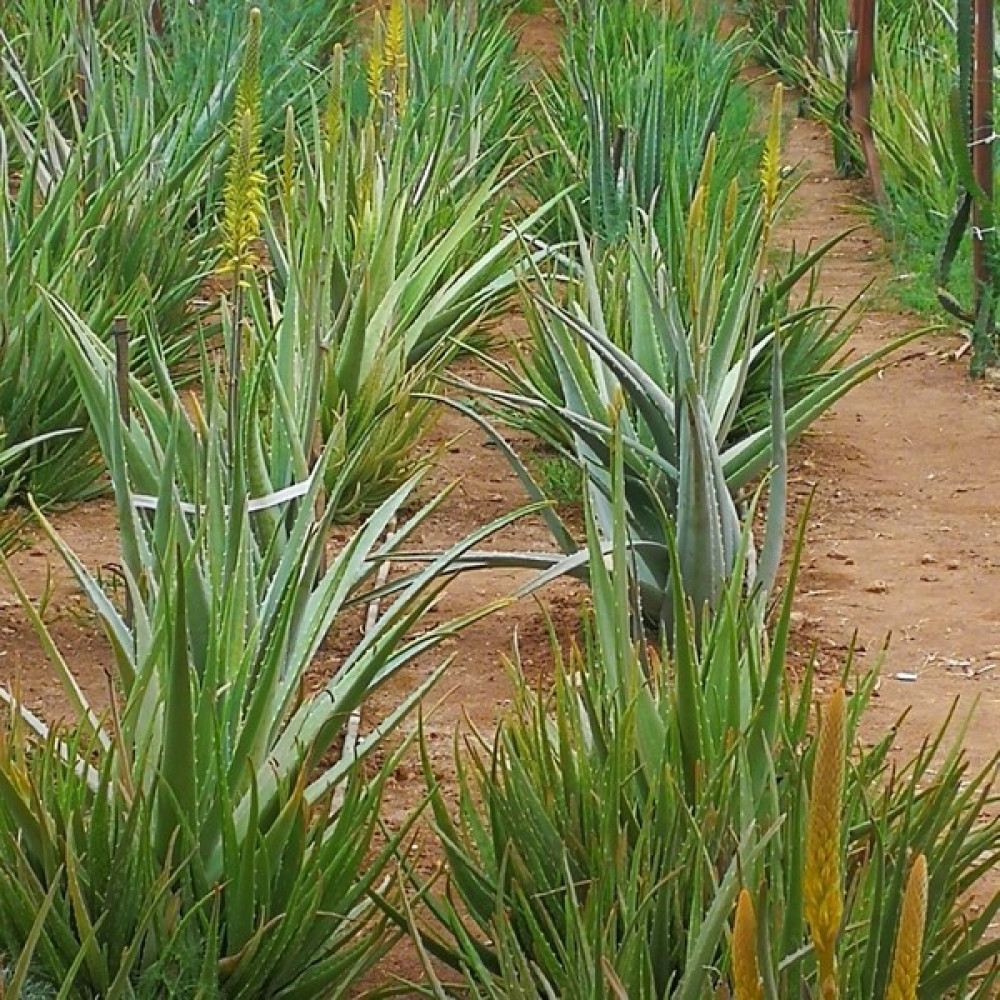 Akdeniz Aloe Vera 4 Adet Aloe Vera Fidanı 20- 30 cm - 1 Adet Oto Boyaları Fiyatı