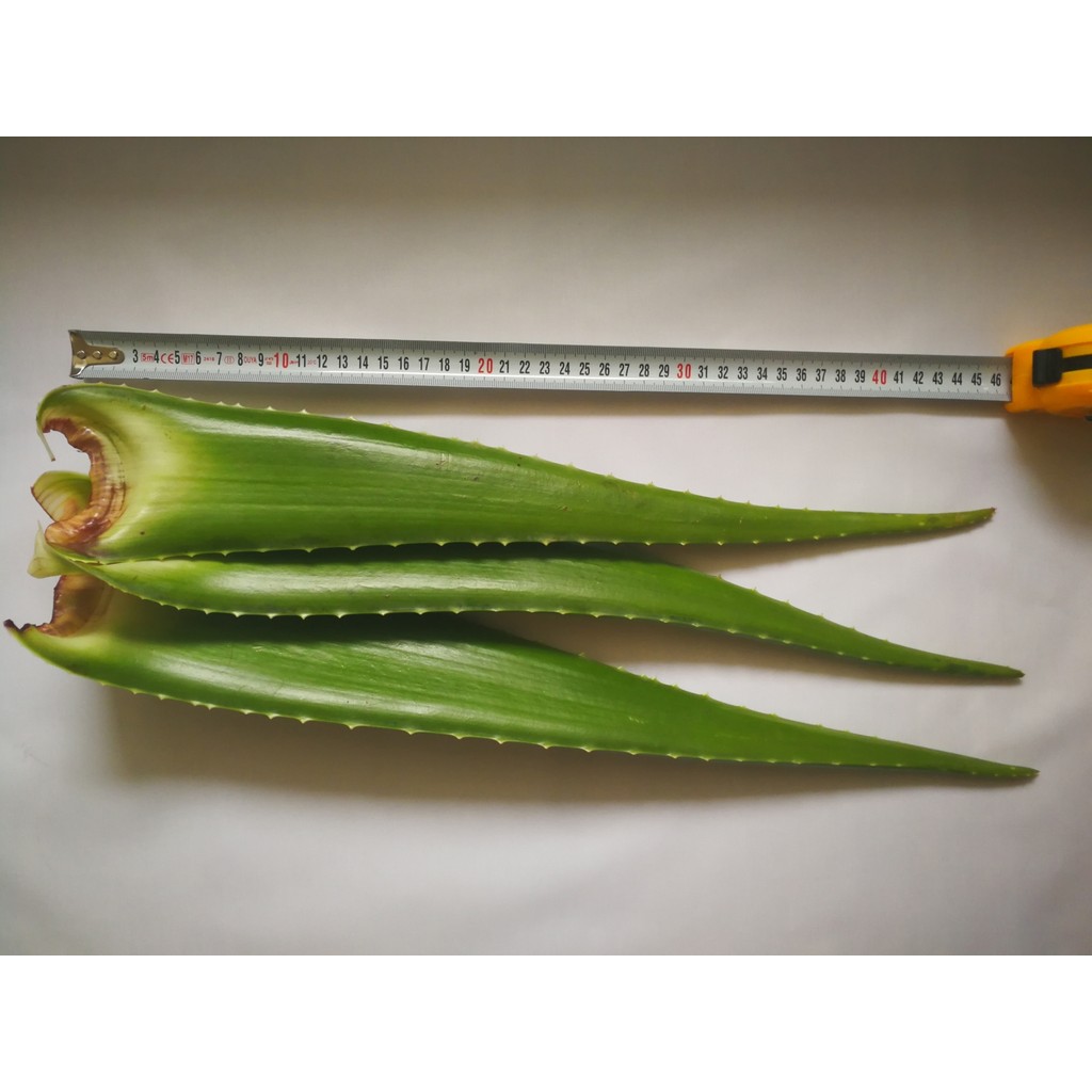 Akdeniz Aloe Vera Aloe Vera Yaprağı - Jel Için 2 Kg. Taze Yaprak Diğer Fiyatı