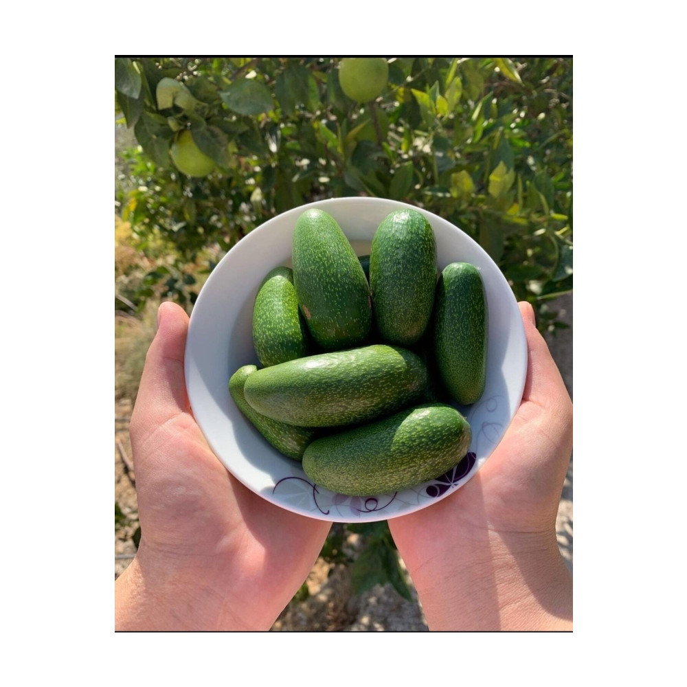 AKDENİZ TROPİKAL 1 Kg Organik Bebek Avokado Meyve Fiyatı