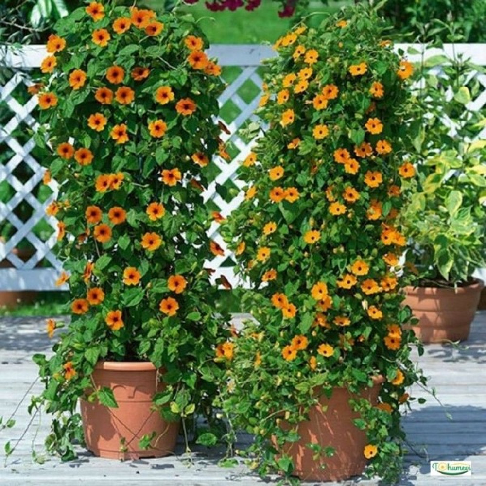 Akgen Thunbergia Çiçek Tohumu - 1 Adet Tohum Fiyatı
