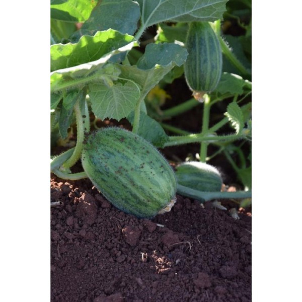Aktar Dünyası Yerli Kelek Badem Acur Tohumu 7'li Tohum - 10,9 kg Tohum Fiyatı