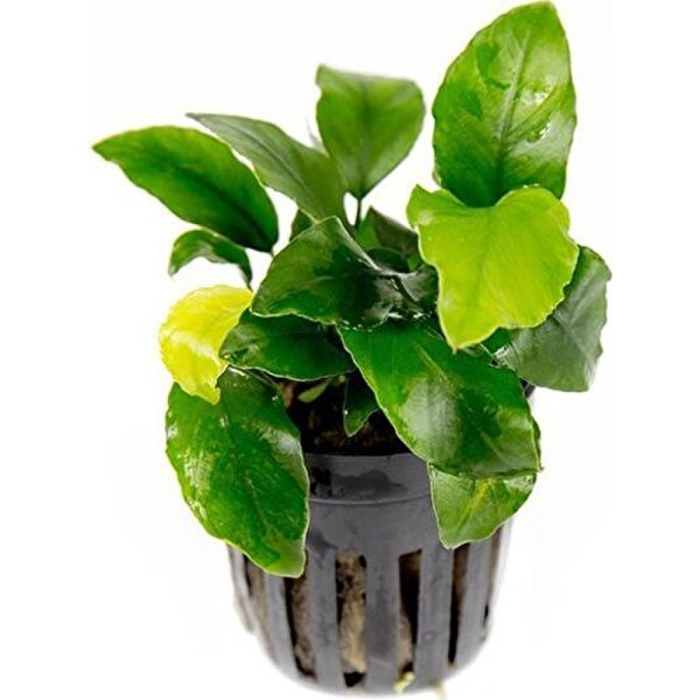 Akvaryum Bitkileri Anubias Wrinkled Leaves Canlı Bitki Evcil Hayvan Ürünleri Fiyatı