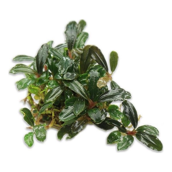 Akvaryum Bitkileri Bucephalandra Brownie Blue Saksı Canlı Bitki Evcil Hayvan Ürünleri Fiyatı