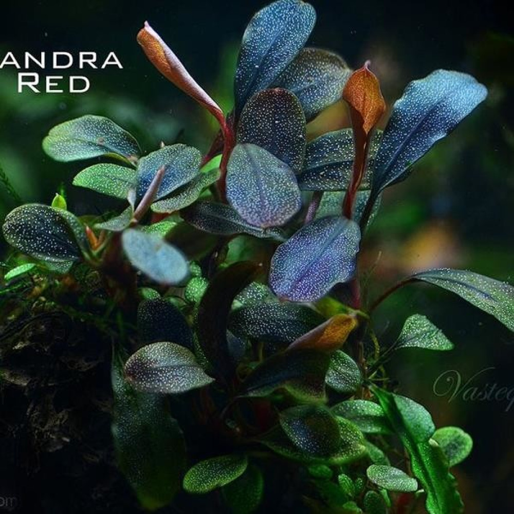 Akvaryum Bitkileri Bucephalandra Brownie Red Saksı Canlı Bitki Evcil Hayvan Ürünleri Fiyatı