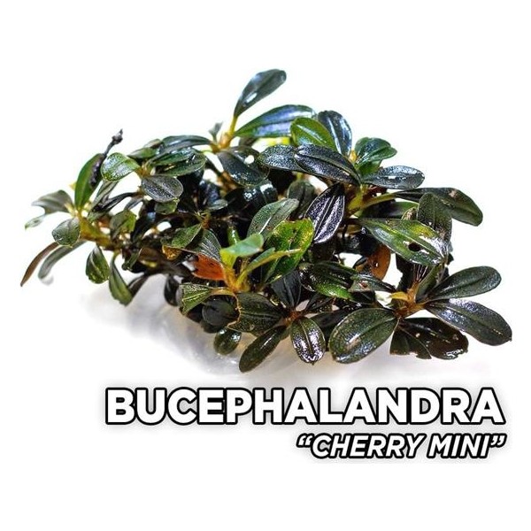 Akvaryum Bitkileri Bucephalandra Cherry Saksı Canlı Bitki Evcil Hayvan Ürünleri Fiyatı
