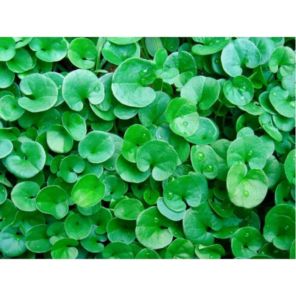 Akvaryum Bitkileri Dichondra Repens 1 Saksı 30-40 Kök Evcil Hayvan Ürünleri Fiyatı