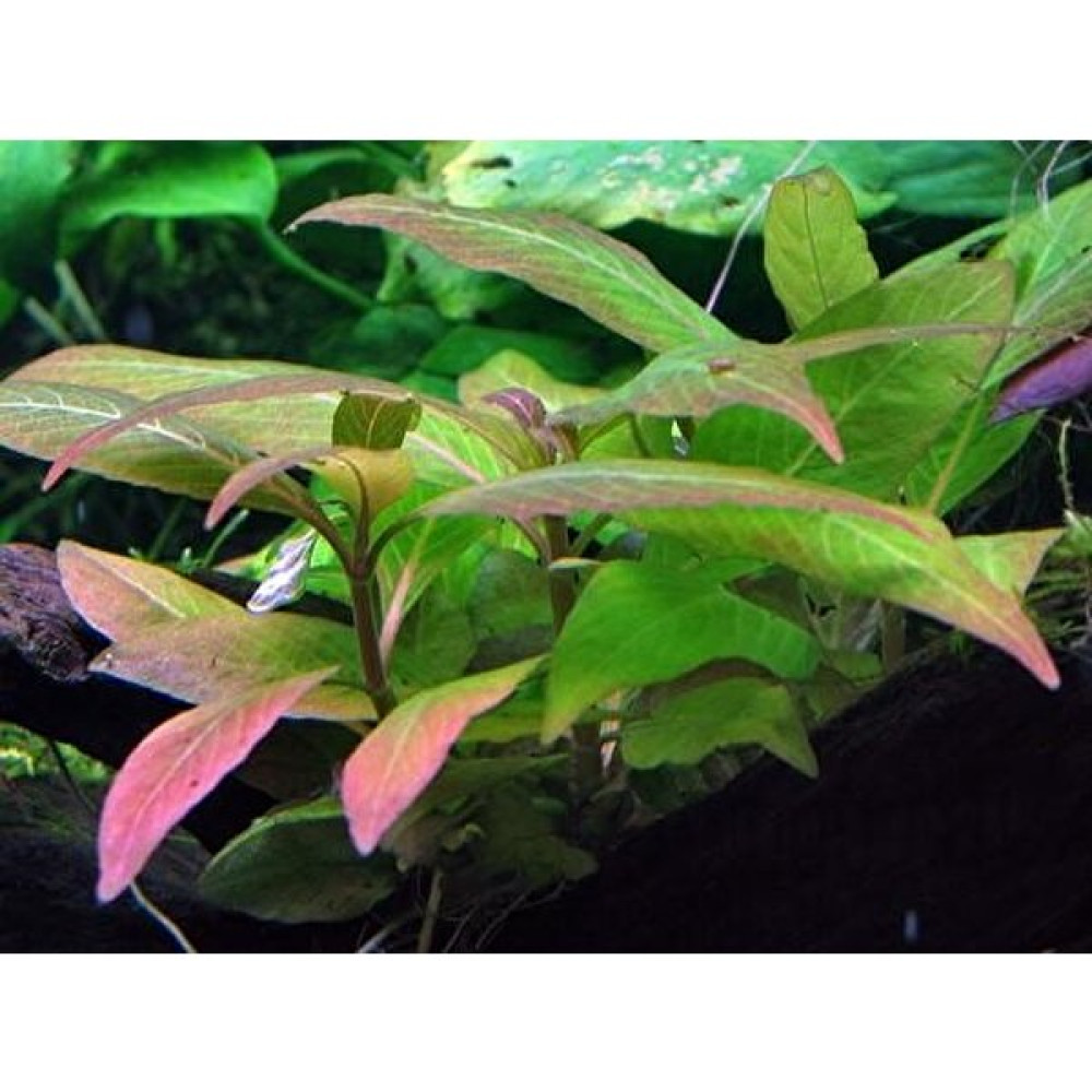 Akvaryum Bitkileri Hygrophila Compact Akvaryum Bitkileri Canlı Bitki 5 Dal Evcil Hayvan Ürünleri Fiyatı