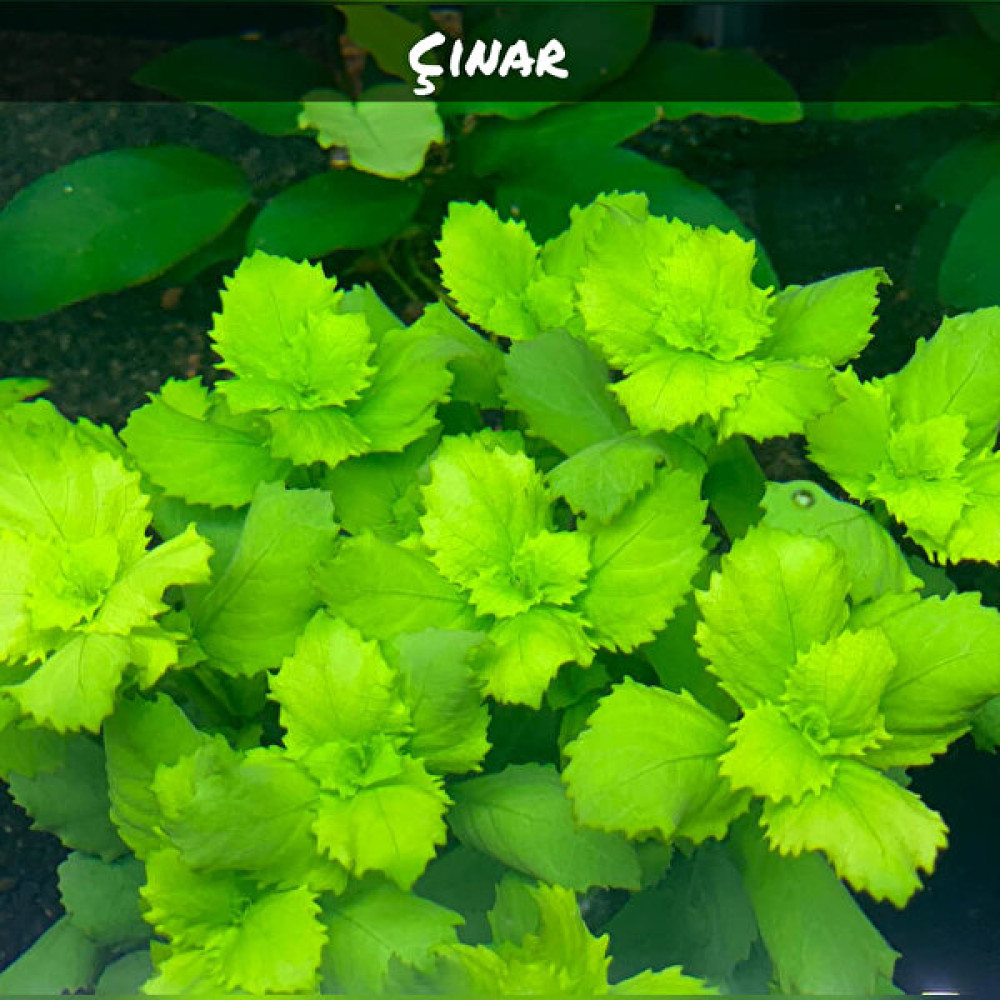 Akvaryum Bitkileri Hygrophila Difformis (Çınar) 6 Kök (Açıklamayı Lütfen Okuyunuz) Evcil Hayvan Ürünleri Fiyatı