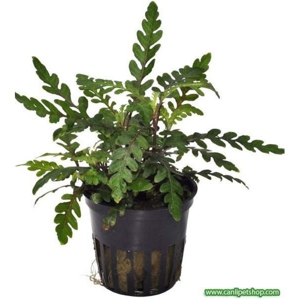 Akvaryum Bitkileri Hygrophila Pinnatifida 1 Saksı Boy 3-6 cm Evcil Hayvan Ürünleri Fiyatı