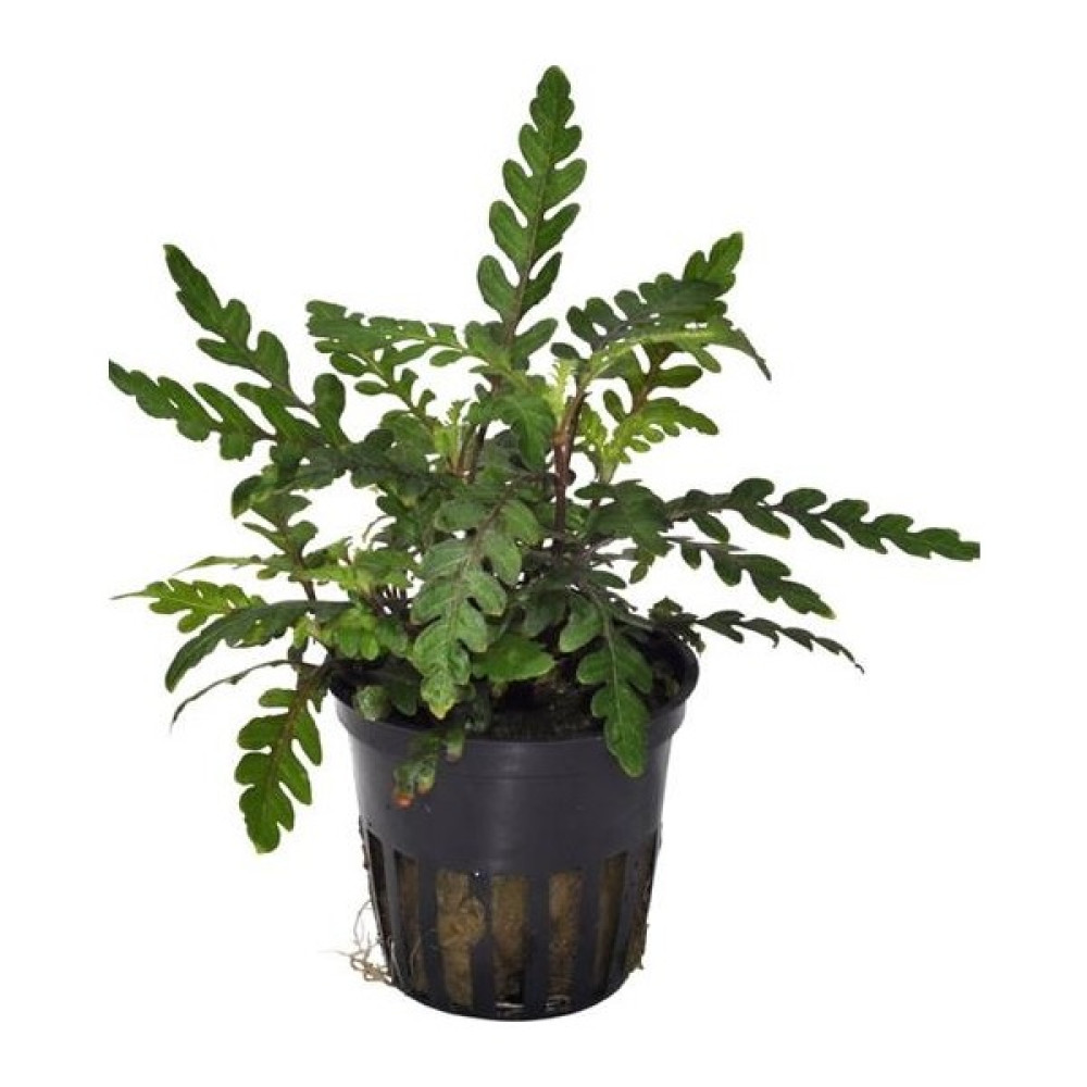 Akvaryum Bitkileri Hygrophila Pinnatifida Saksı Canlı Bitki Evcil Hayvan Ürünleri Fiyatı